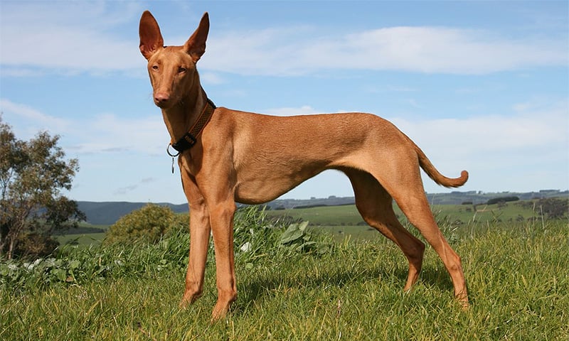 Køb pharaoh