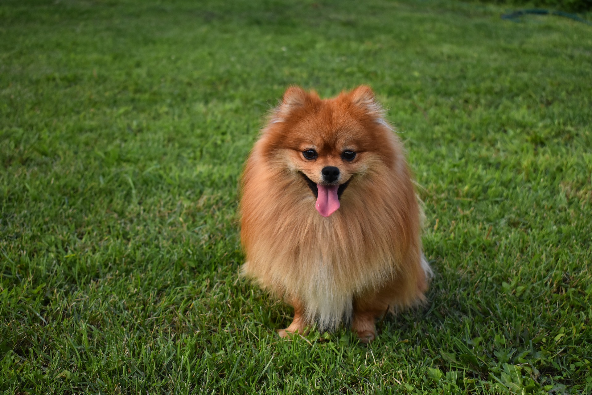 Pomeranian - en stor personlighed