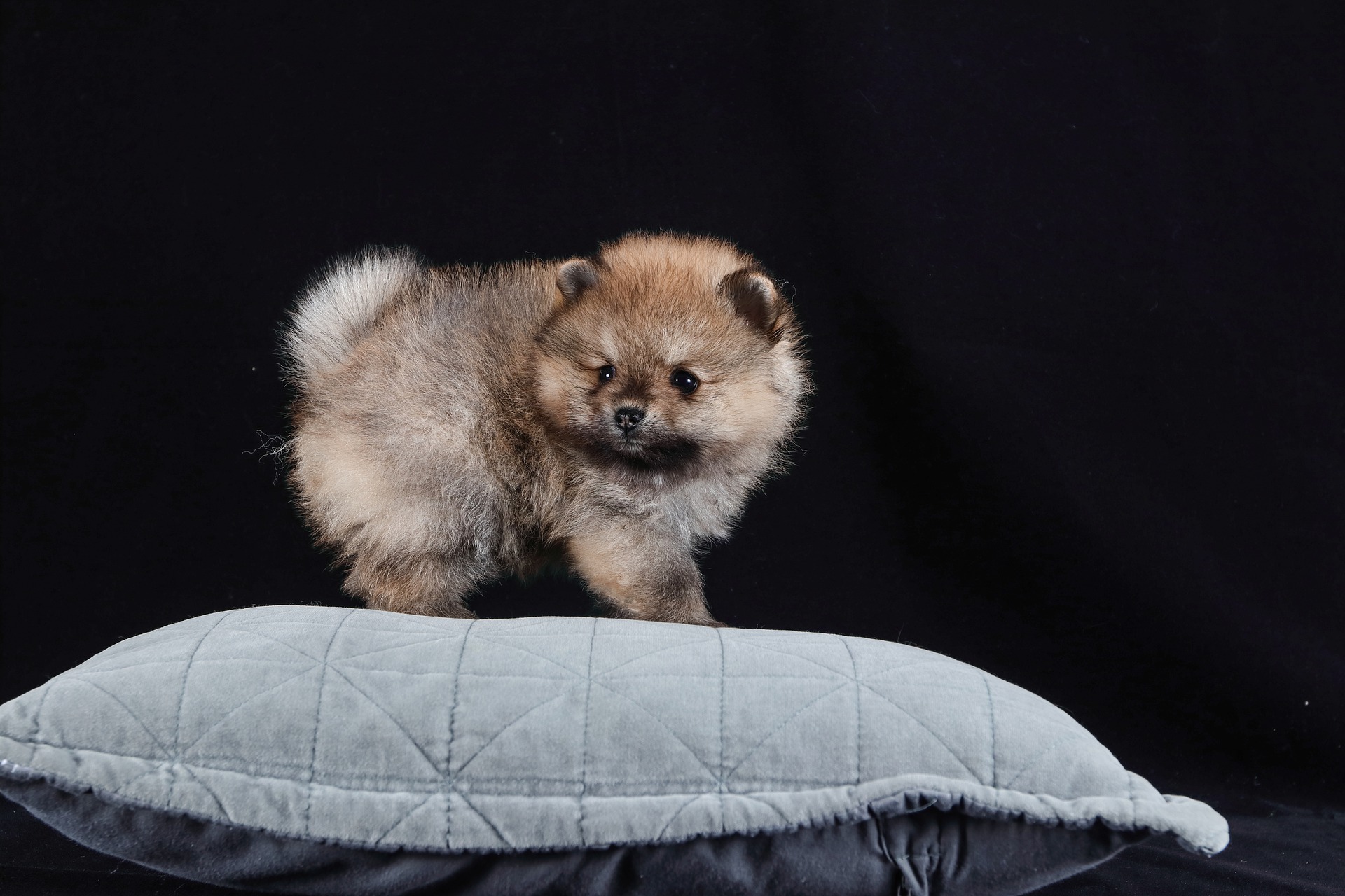 Køb pomeranian
