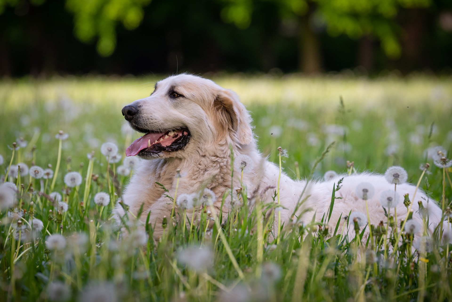 Køb pyreneerhund