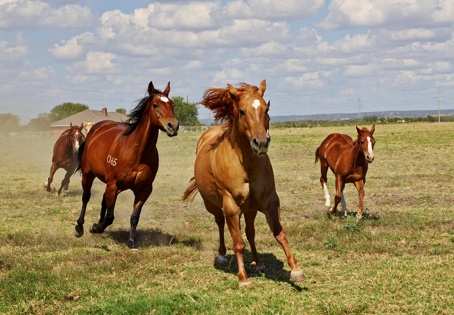 Køb quarter horse