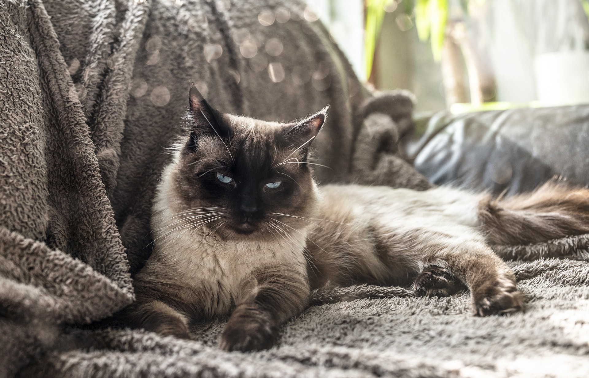 Køb ragdoll