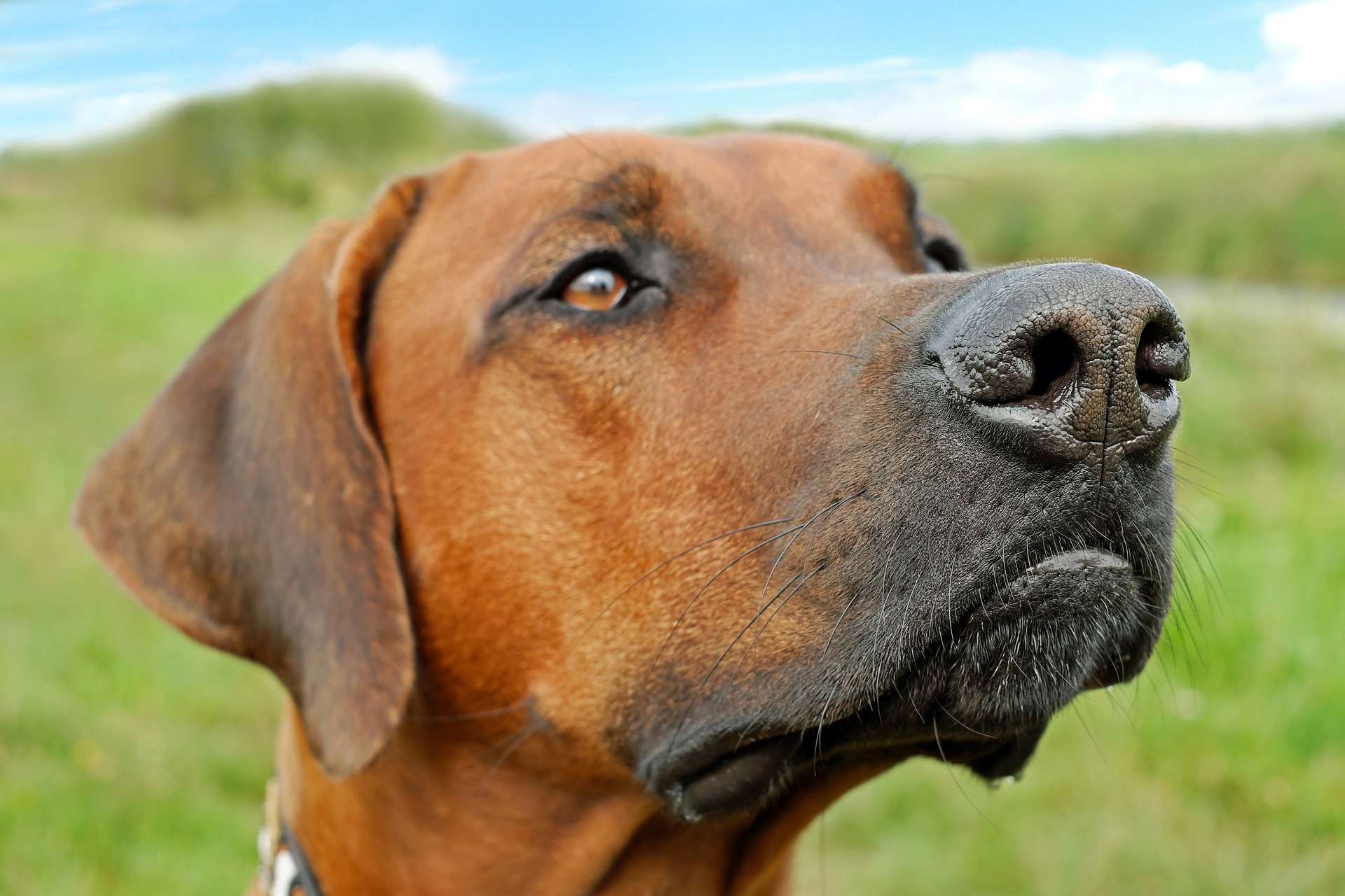 Køb rhodesian ridgeback