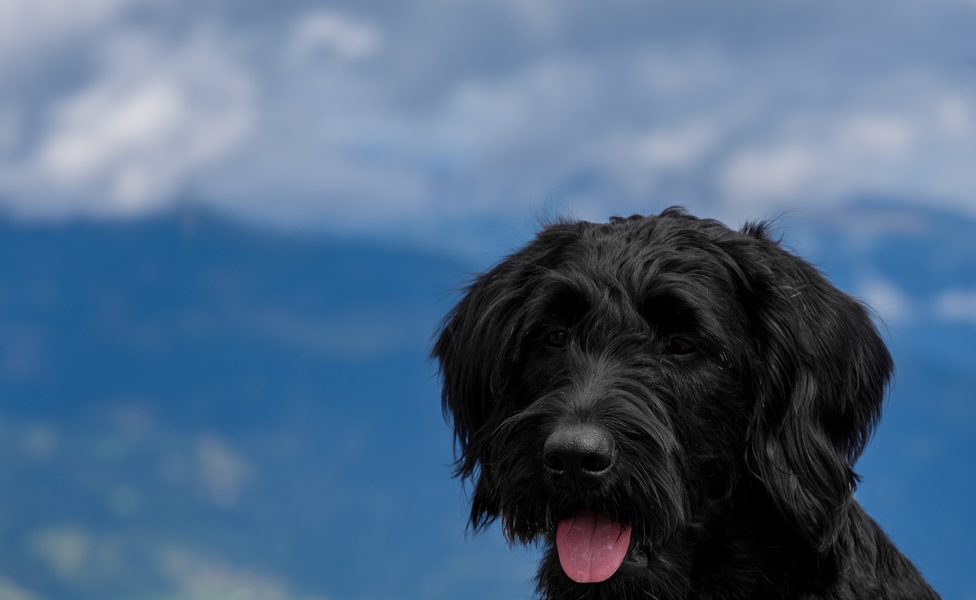Køb riesenschnauzer