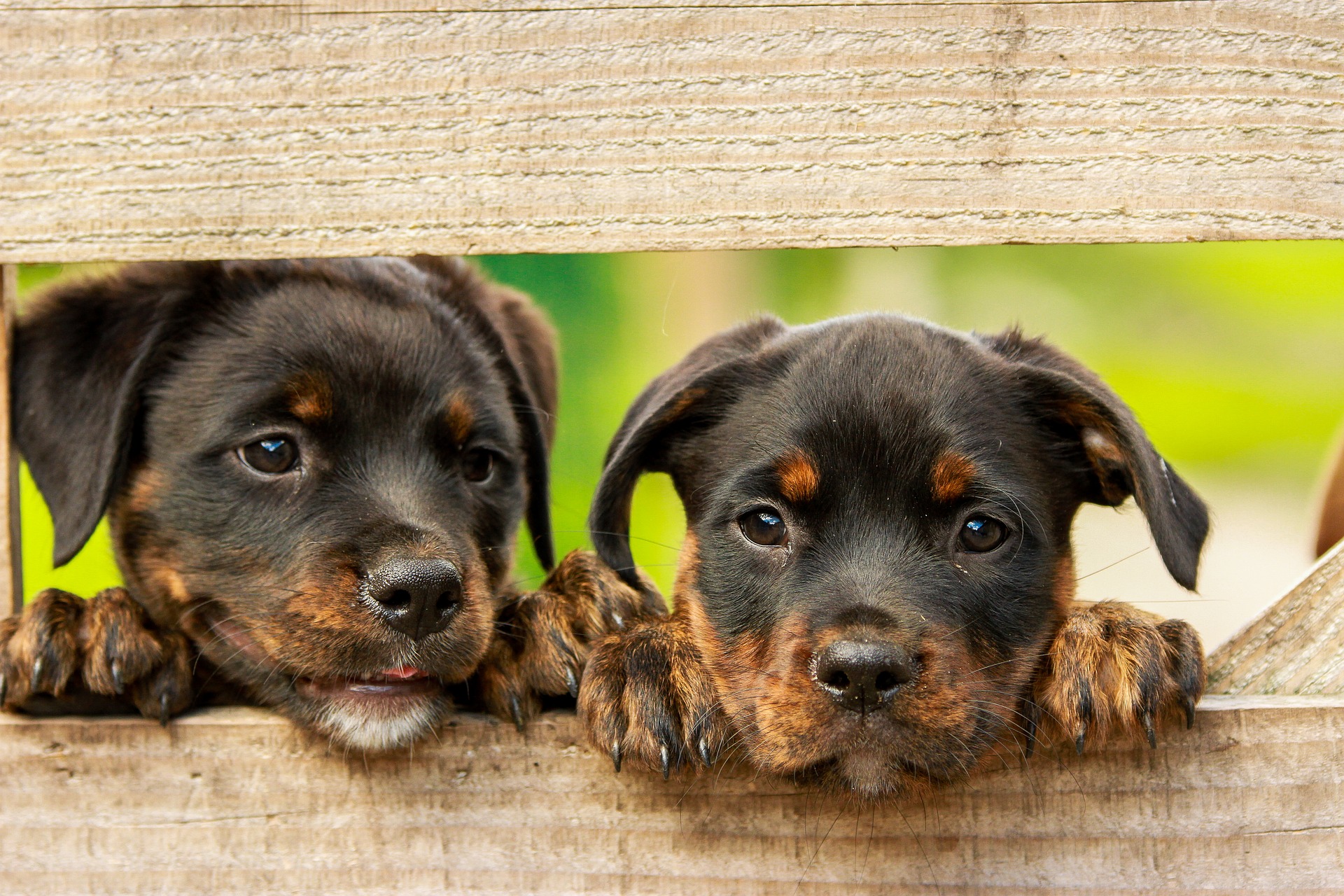 Køb rottweiler
