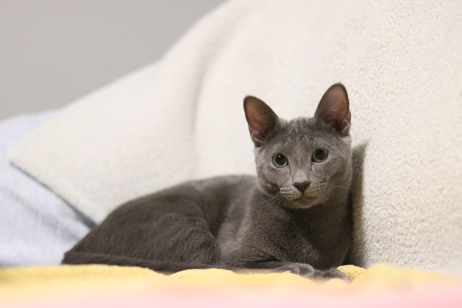 Køb russian blue