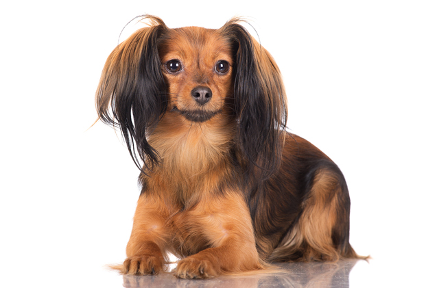 Køb russisk toy terrier