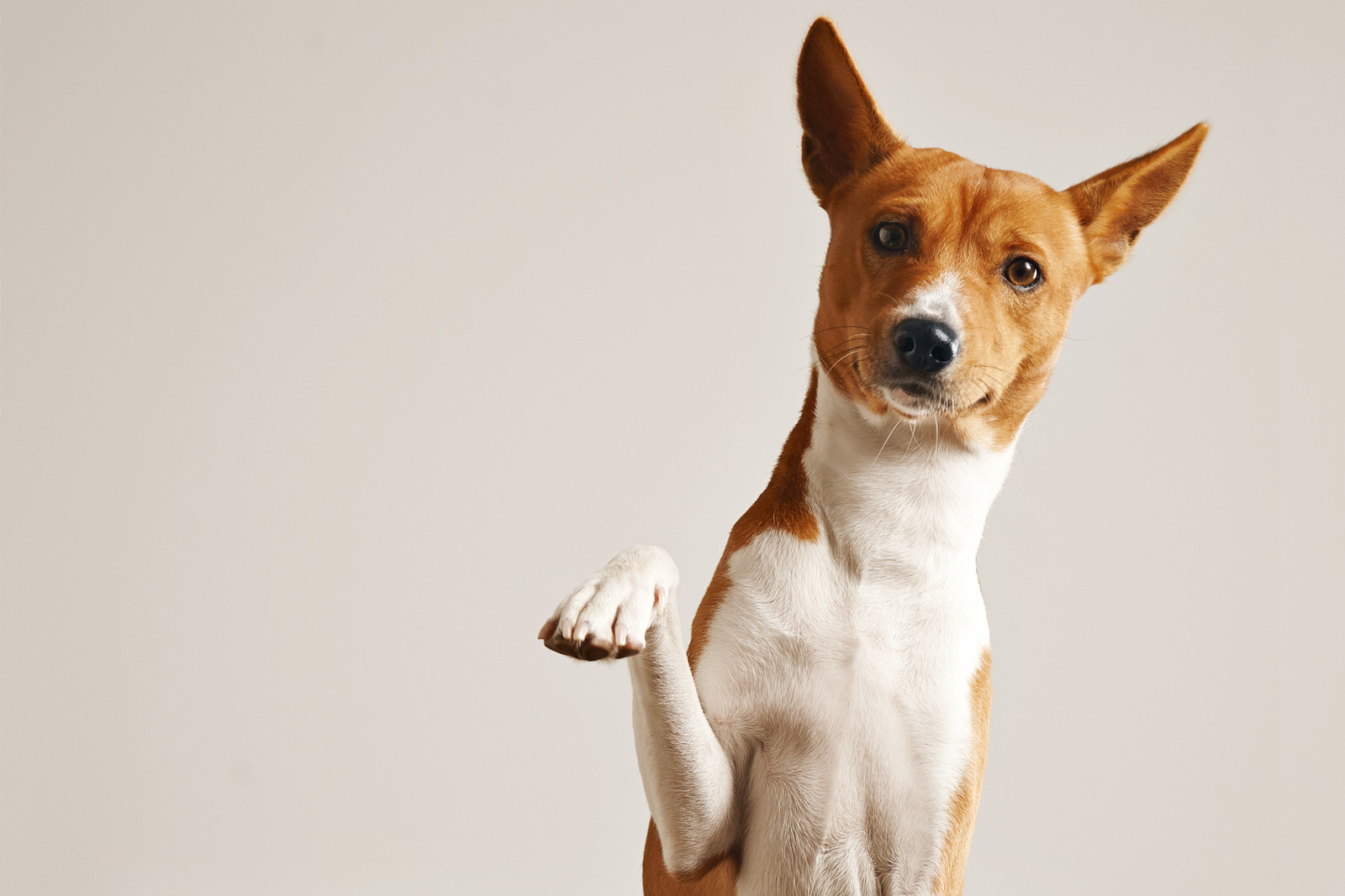 Sådan trimmer du din hund eller kats kløer