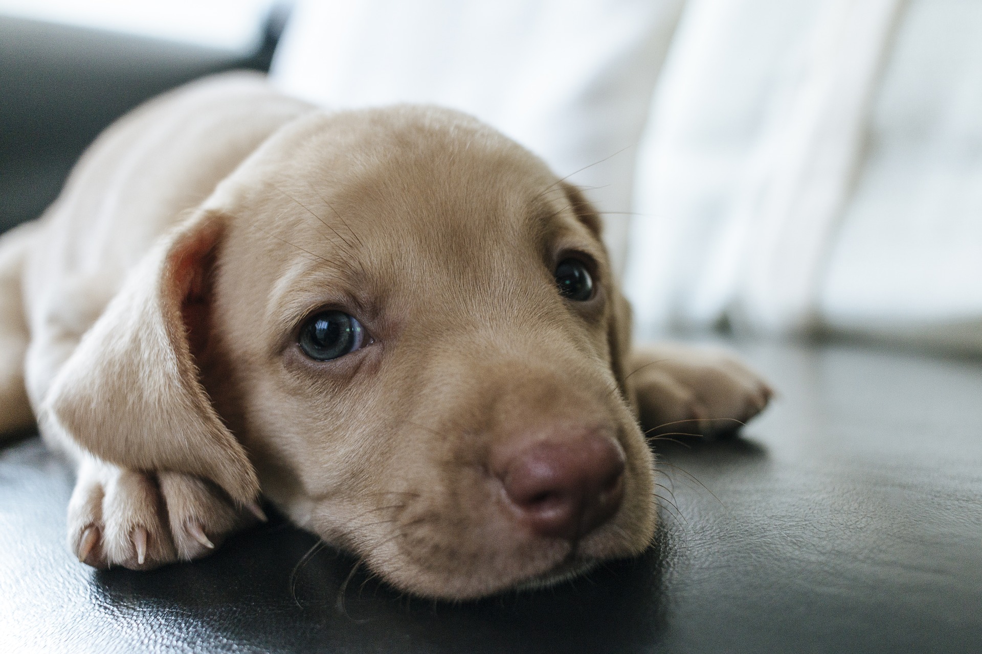 Sælg din hund trygt og sikkert