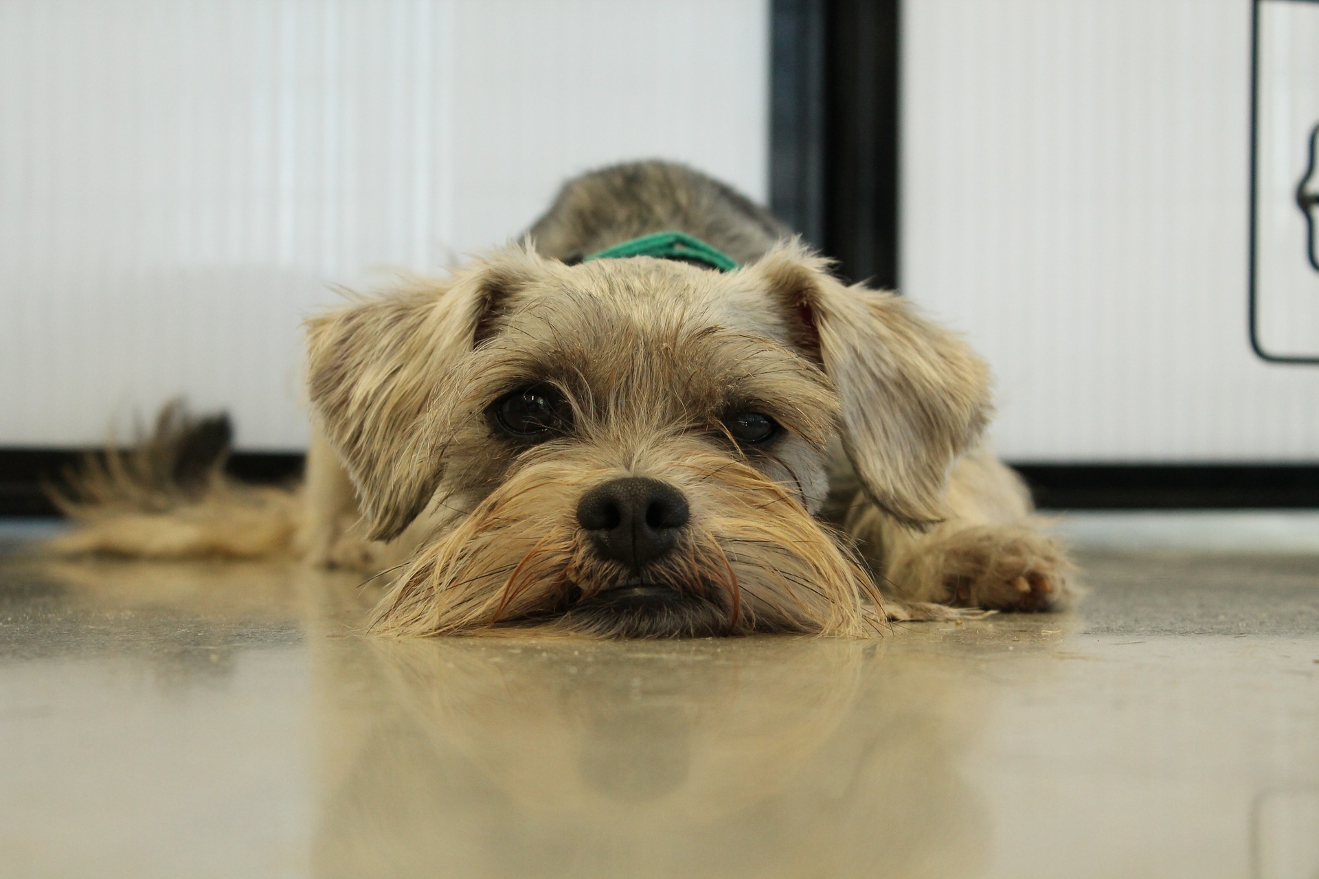 Køb schnauzer