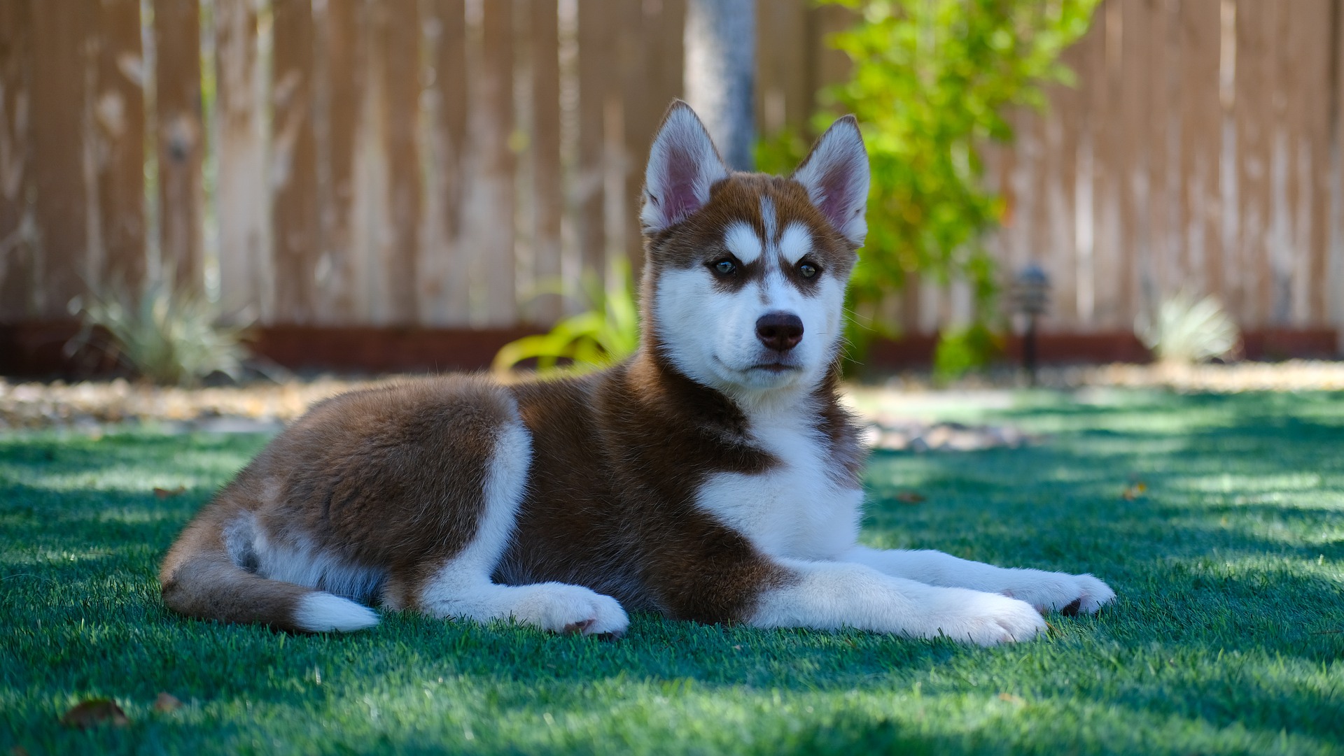 Køb siberian husky