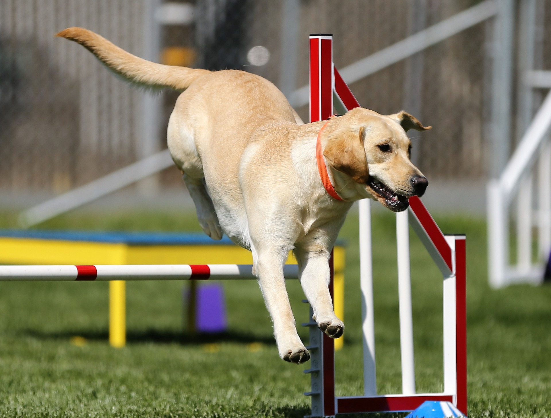 Træn din hund derhjemme!