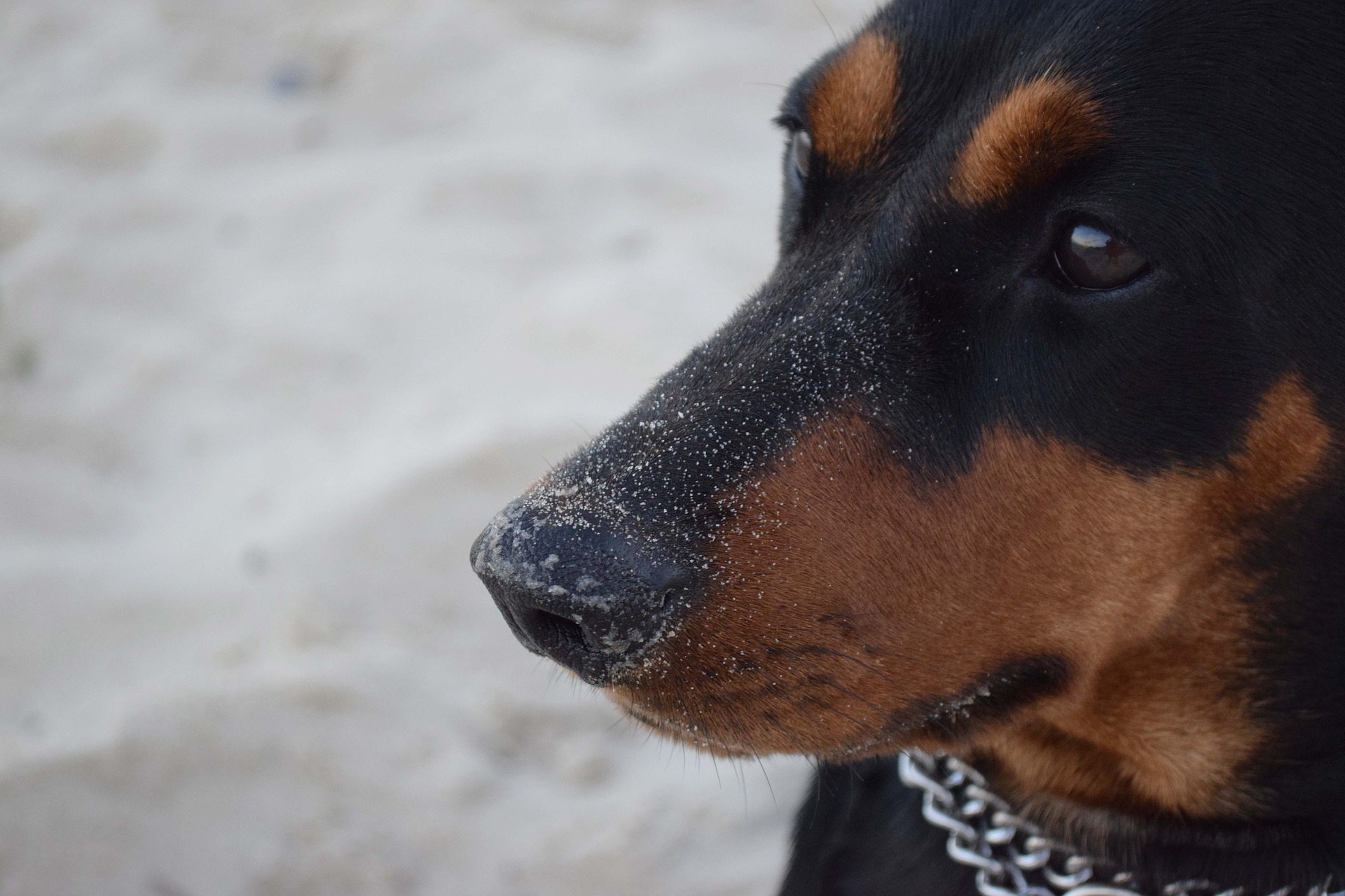 Køb tysk pinscher