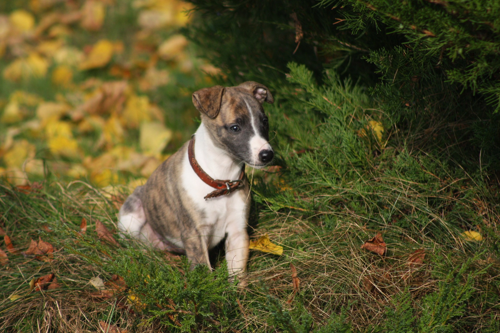 Køb whippet