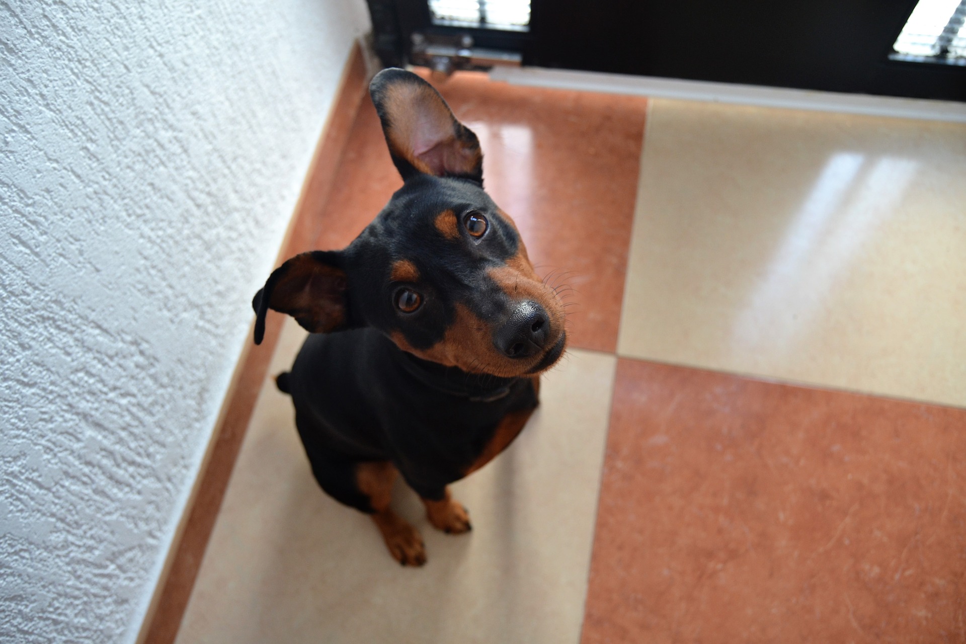 Køb østrigsk pinscher